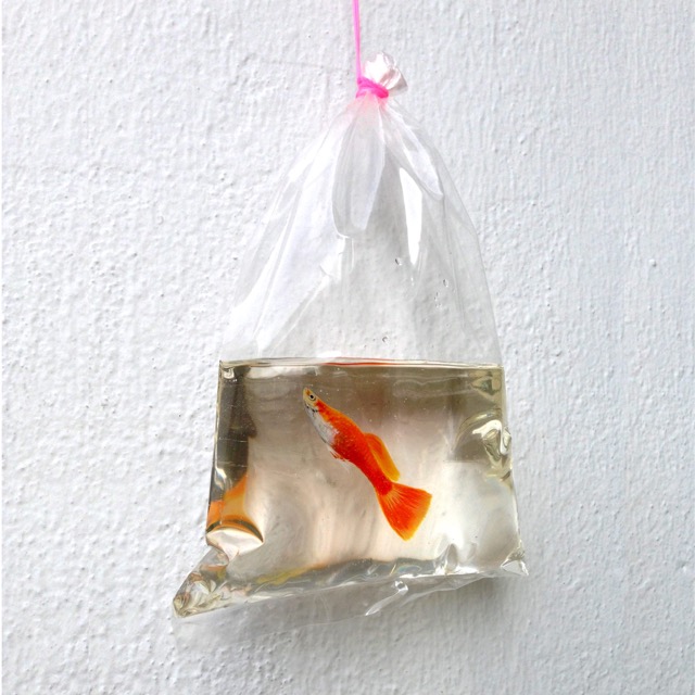 Goudvis in hars en acryl van Keng Lye Oranje goudvis in hars en acryl van Keng Lye in plastic zakje hangend aan de muur